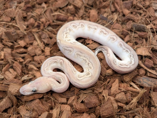 Ghi Lesser Black Pastel Hydra Clown Ball Python by Bobs Balls