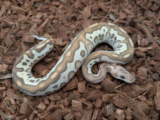 Leopard Lesser Hydra Clown Ball Python by Bobs Balls