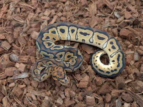 Vudoo Clown Ball Python by Bobs Balls