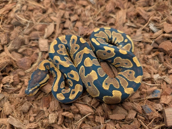 1.2 Hurricane Yb Puzzle Hypo Clown Project Ball Python by Bobs Balls