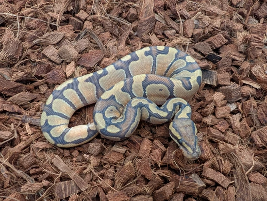 Enchi Chocolate Hypo Het Clown Ball Python by Bobs Balls