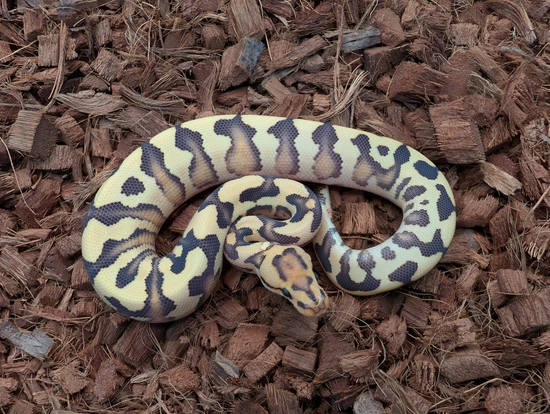 Fire Specter Dg Cryptic Ball Python by Bobs Balls