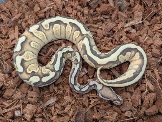 Ghi Od Fire Yb Super McKenzie Ball Python by Bobs Balls