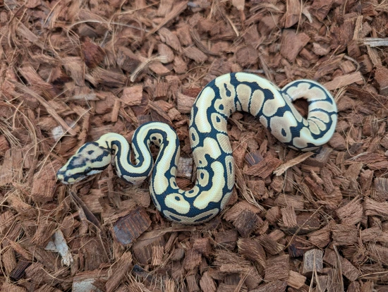 Spotnose Dg Dh Puzzle Hypo Ball Python by Bobs Balls