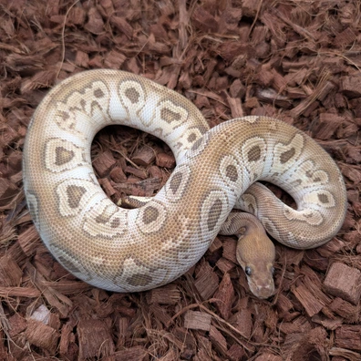 ボア&パイソン Mojave Vudoo Clown Ball Python by Bobs Balls