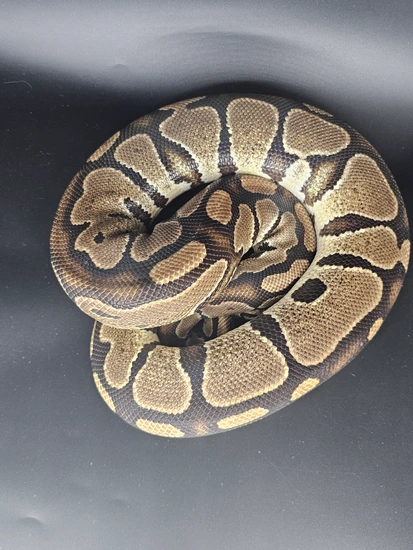 Proven DH Hypo Puzzle Ball Python by Brian Bode Reptiles