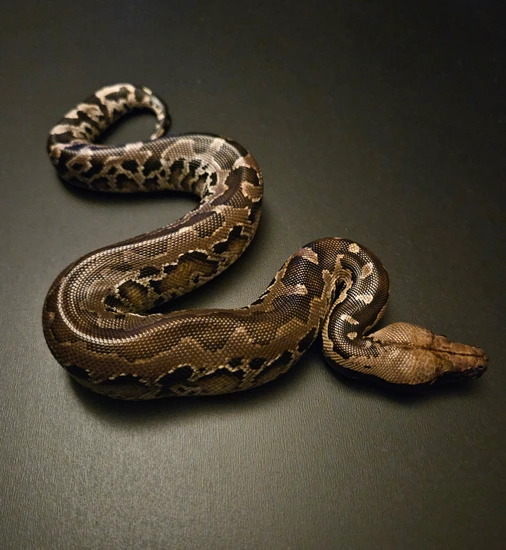 Sumatran Python [F4] Sumatran Short-Tailed Python by 18th Dynasty Reptiles