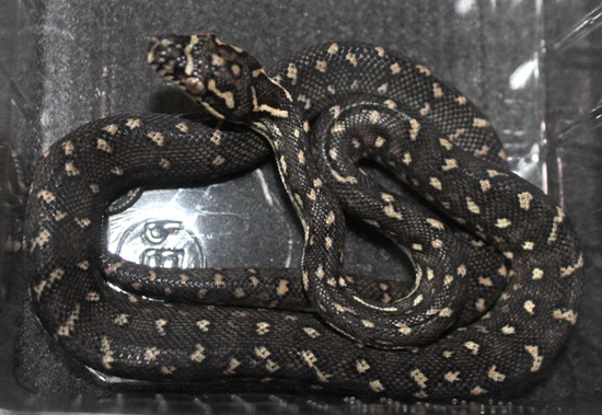 Morelia Spilota Spilota Diamond Carpet Python by Boidenzucht Wolfgang ...