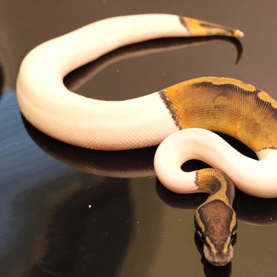Ghi Piebals Ball Python - male for sale from B & A Regius
