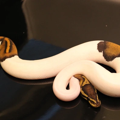 Black Pastel Piebald 50% Lavender Albino Ball Python - male for sale from B & A Regius