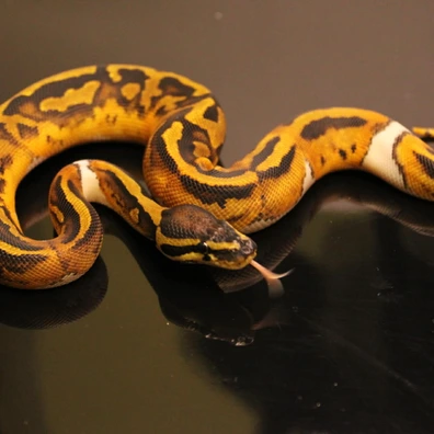 Pied Het Lavender Albino Ball Python - male for sale from B & A Regius