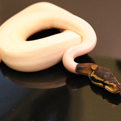 Black Pastel Piebald Het Ultramel Ball Python - male for sale from B & A Regius