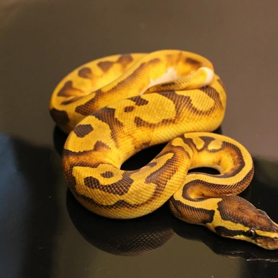 Enchi Pied Het Ultramel Ball Python - male for sale from B & A Regius