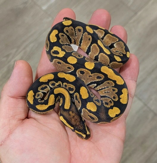 TH Sunset Ultramel Clown Ball Python by Bomb City Balls