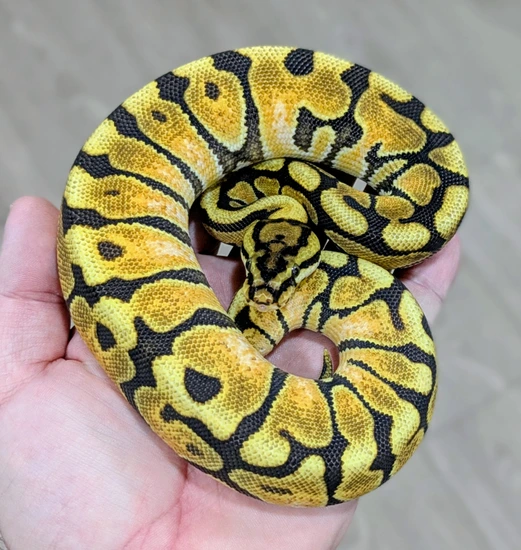 Pompeii Python 0.3 Desert Ghost Pompeii Project Ball Python by Bomb City Balls