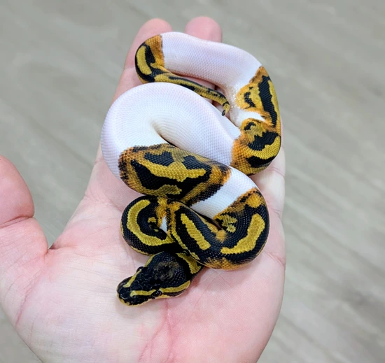 Pied DH Sunset Desert Ghost Ball Python by Bomb City Balls