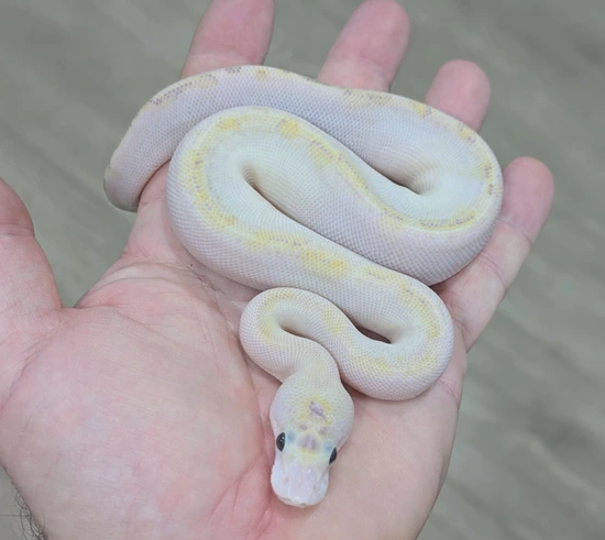 Pompeii Python Pompeii Maker - Ivory Red Stripe Spotnose Clown Ball Python by Bomb ...