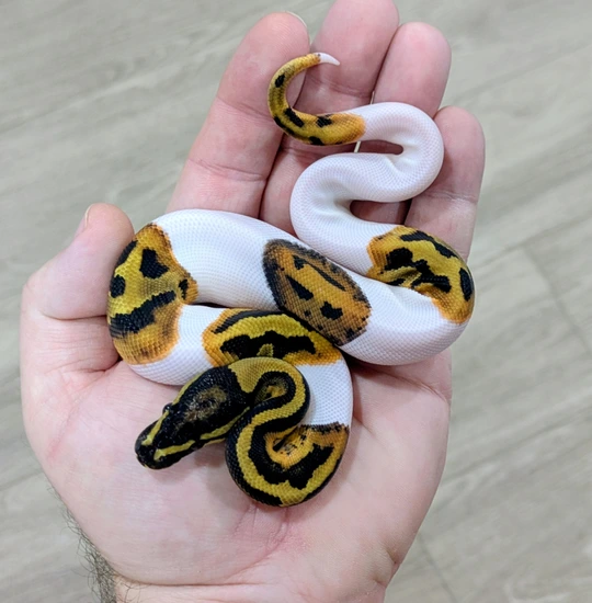 Pied Het Desert Ghost Ball Python by Bomb City Balls