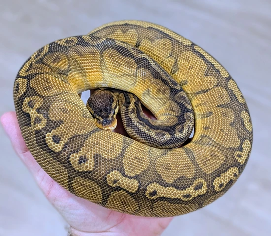 Sunset DH Desert Ghost Pied Ball Python by Bomb City Balls