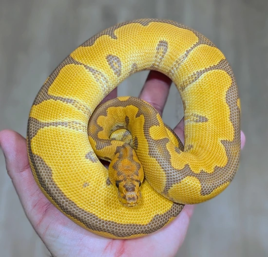 Ultramel Clown Het Sunset Ball Python by Bomb City Balls