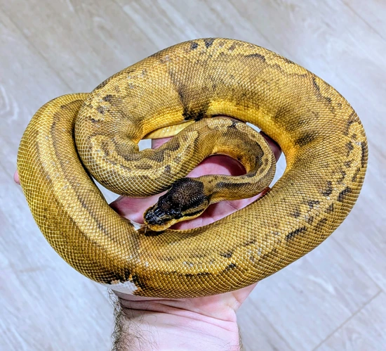 Sunset Pied Het Desert Ghost Ball Python by Bomb City Balls
