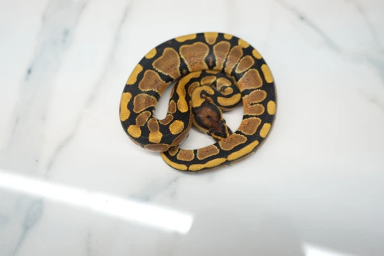 DH Hypo Puzzle Ball Python by Jersey Guys Balls