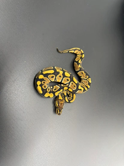 QH Clown Desert Ghost Hypo Sunset Ball Python by Jersey Guys Balls