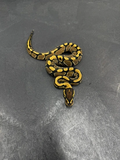 Het Clown Het Desert Ghost Het Hypo Het Sunset Ball Python by Jersey ...