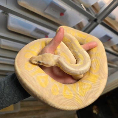 Cinnamon Lavender Albino♂️ Ball Python - male for sale from Boobz&Ballz