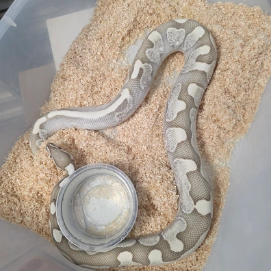 Desert Ghost Calico Lesser Ball Python - male for sale from Boobz&Ballz