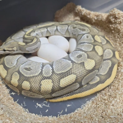 Hypo Butter Fire♀️Proven Breeder Ball Python - female for sale from Boobz&Ballz