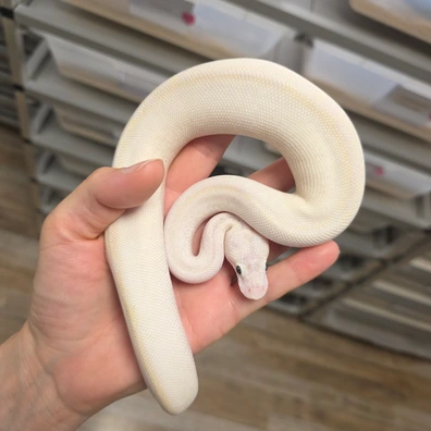 Bamboo Ivory Or Bamboo Freeway♀️ Ball Python - female for sale from Boobz&Ballz