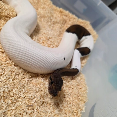 Black Pastel Piebald♀️ Ball Python - female for sale from Boobz&Ballz