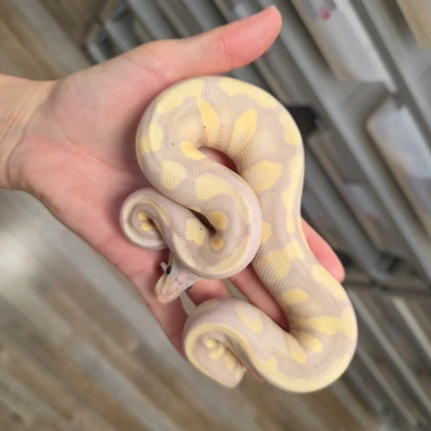 Femalemaker Chocolate Banana Fire 100%Hypo♂️ Ball Python - male for sale from Boobz&Ballz