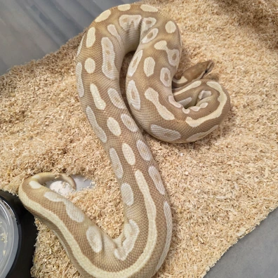 Banana Mojave♀️(Proven Breeder) Ball Python - female for sale from Boobz&Ballz
