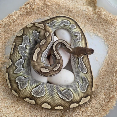 Black Head Butter Ringergene 100%Hypo♀️(Proven Breeder) Ball Python - female for sale from Boobz&Ballz