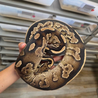Black Head Phantom Yellowbelly Red&Ringer Gene♀️ Ball Python - female for sale from Boobz&Ballz