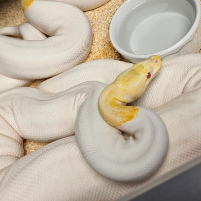 Albino Piebald♀️(PB)