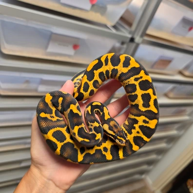 Leopard Freeway Blaze♀️