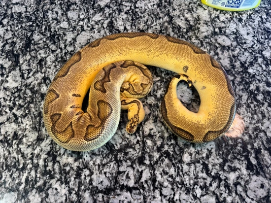 Pastel Enchi Clown Ball Python by Jurassic Dragons