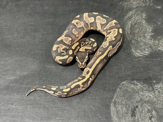Sugar Gene X DH Desert Ghost Pied Ball Python by Brad Boa Reptiles