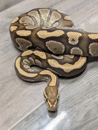 Mocha Fire Het Clown Ball Python by Python Prodigy