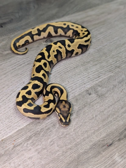 Leopard DG Het Pied Ball Python by Python Prodigy