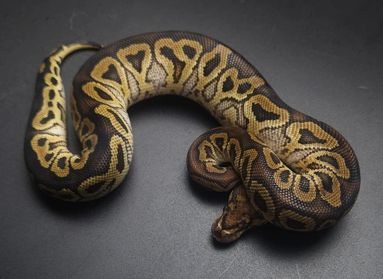 Hurricane Clown Ball Python by Brainchild Mutations