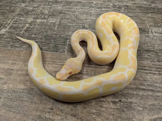 Albino Clown Ball Python by Texas Scale
