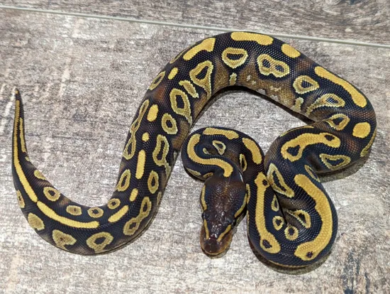 Goblin Ball Python Morph Phantom Or Mojave Goblin Ball Python by Texas Scale