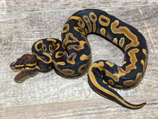 Goblin Ball Python Morph Leopard Goblin Ball Python by Texas Scale