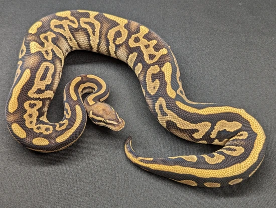Goblin Ball Python Morph Phantom Leopard Goblin Ball Python by Texas Scale