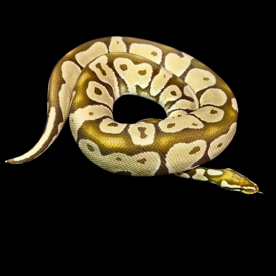 Pastel Monarch Ball Python Proven Pastel Monarch Ball Python by Oodles A' Noodles