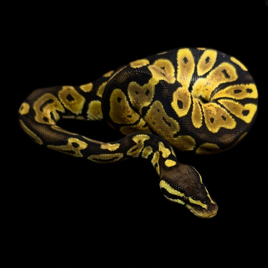 Pastel Monarch Ball Python Pastel Chocolate Het Monarch Ball Python by Oodles A' Noodles